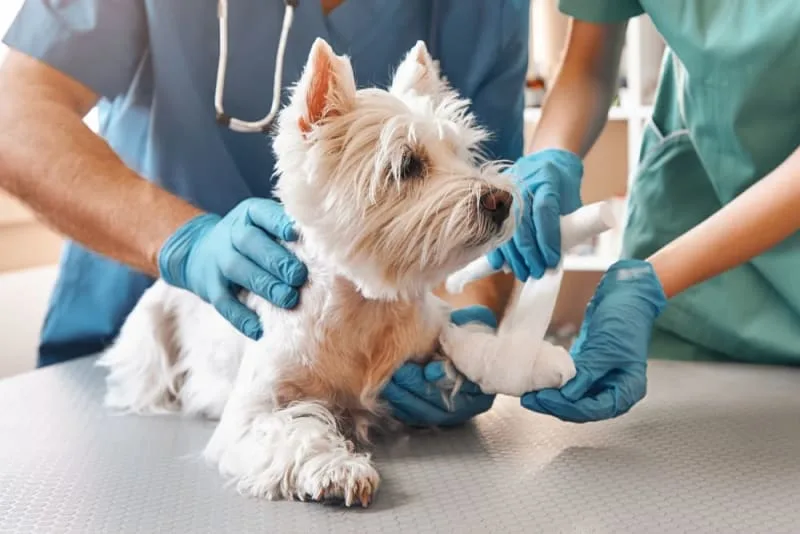 Heavy Bleeding in Cats & Dogs