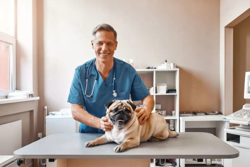 Getting Your Dog Fixed: When & What to Know
