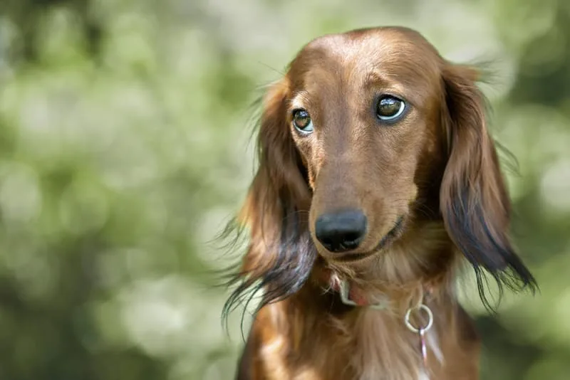 Conjunctivitis in Dogs