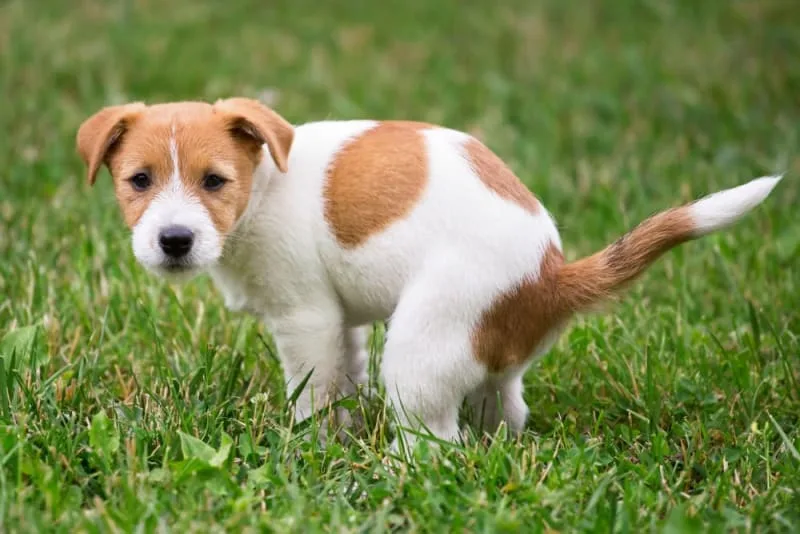 Why Is My Dog Constipated & What to Do