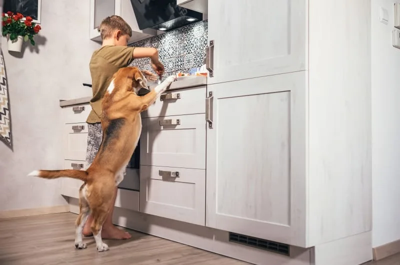 Foods that are Toxic for Dogs