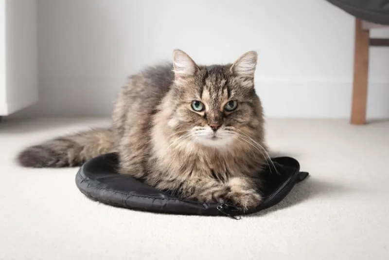 FHO Surgery for Cats