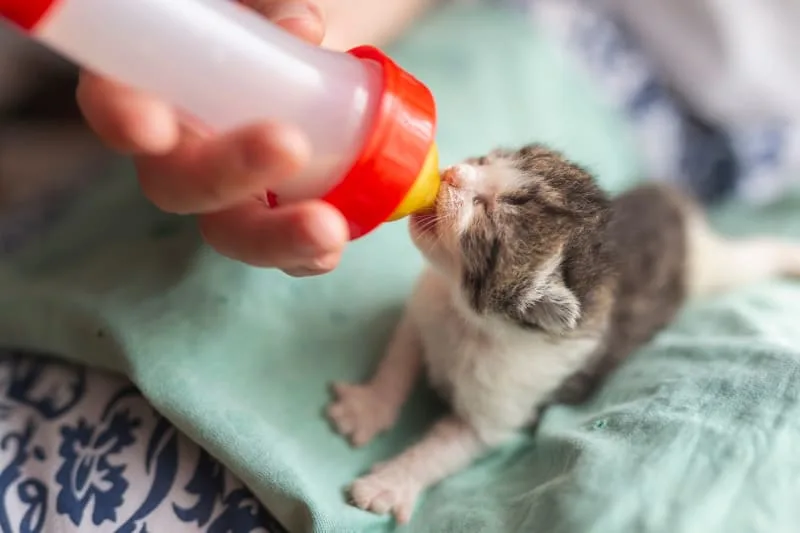 Kitten Age Chart: How to Tell How Old a Kitten Is