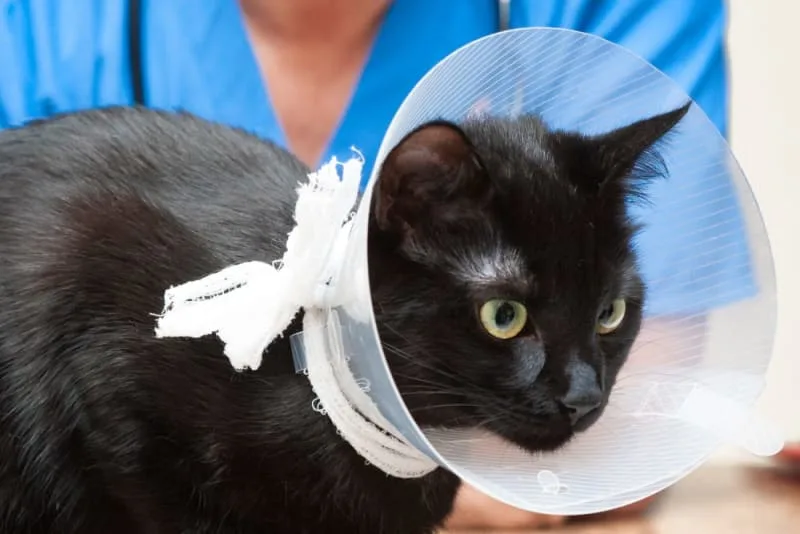 Male Cat Before & After Neutering: Behavior & Recovery