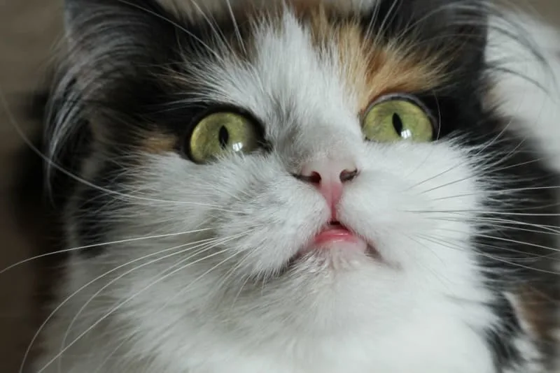 Stomatitis in Cats: Everything You Should Know