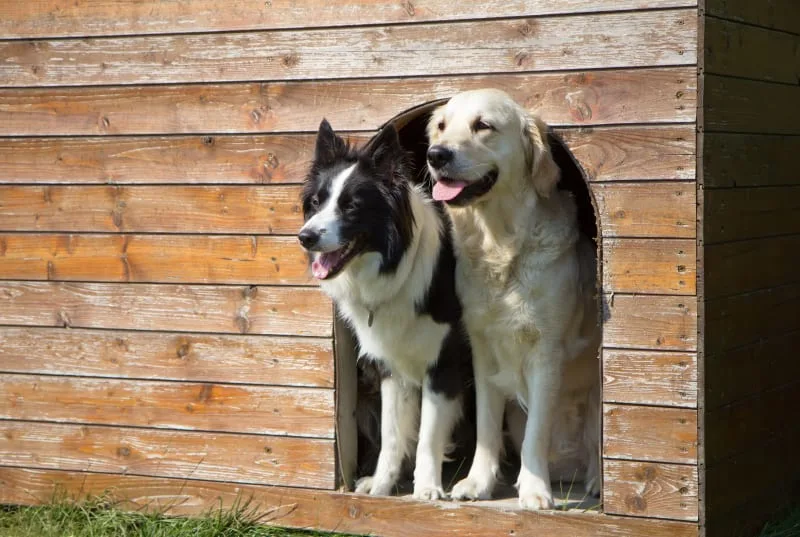 Can a dog have a reaction to the bordetella vaccine?