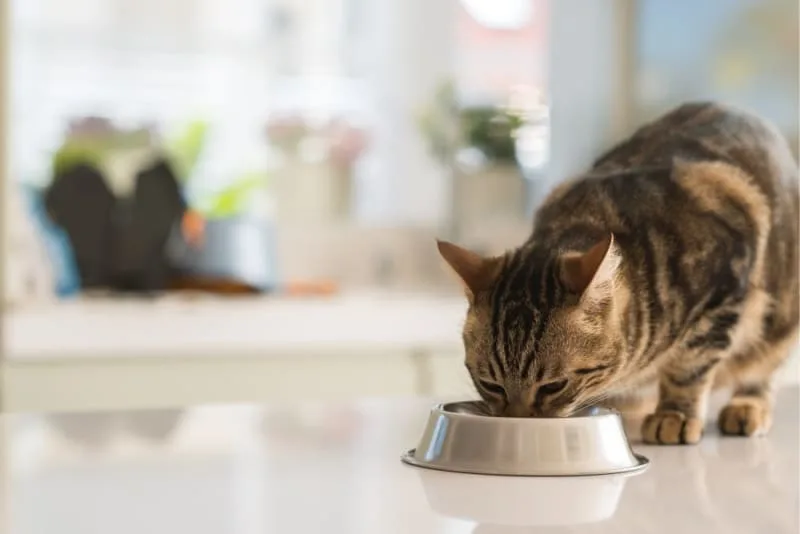 Probiotics For Cats