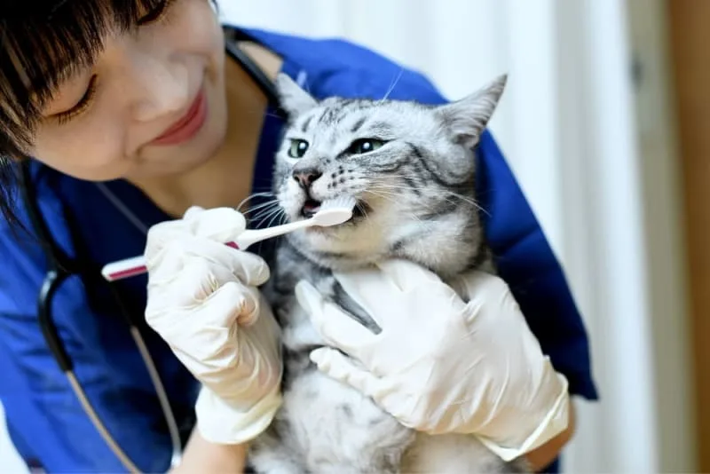 Why Does My Cat's Breath Smell Bad?