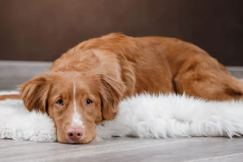 Signs of Pain & Discomfort in Dogs