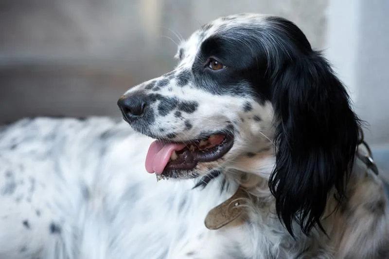 How Urinalysis Tests Help Vets to Diagnose Your Pet's Condition