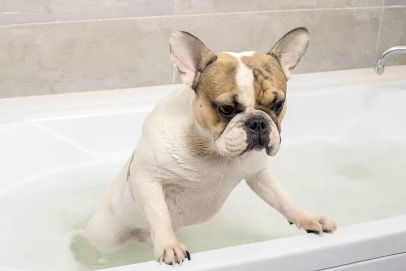 How to Groom an Aggressive Dog