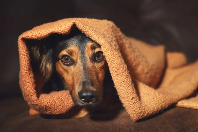 Understanding & Treating Dog Anxiety