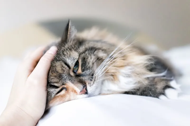 Why Your Cat is Throwing Up and What To Do