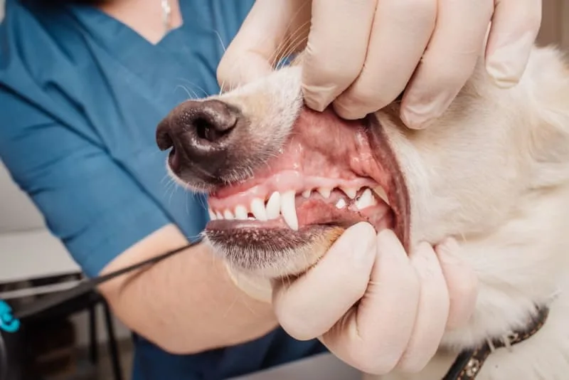 How many teeth do dogs have?