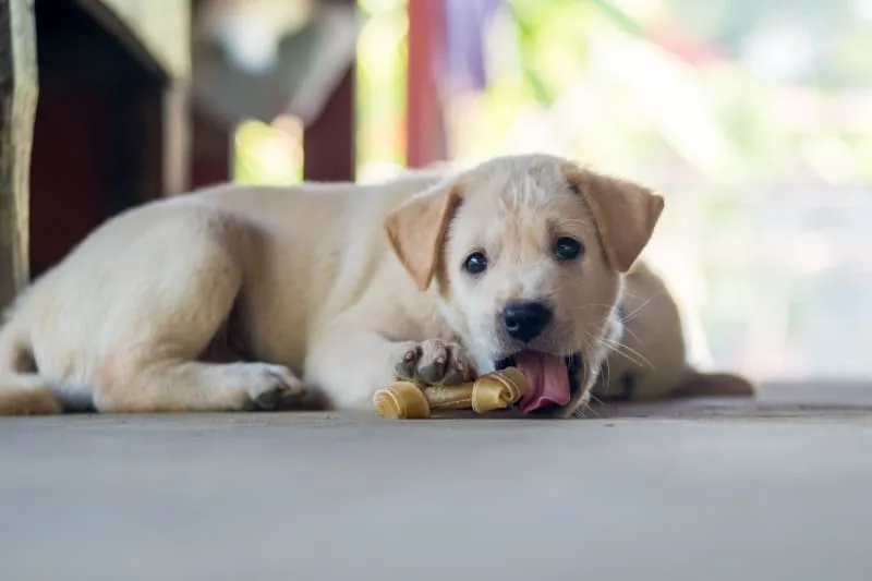 Tips for Coping with Puppy Teething