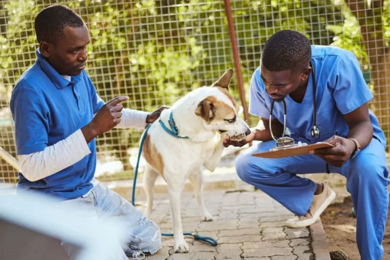 What Is Medical Pet Boarding?
