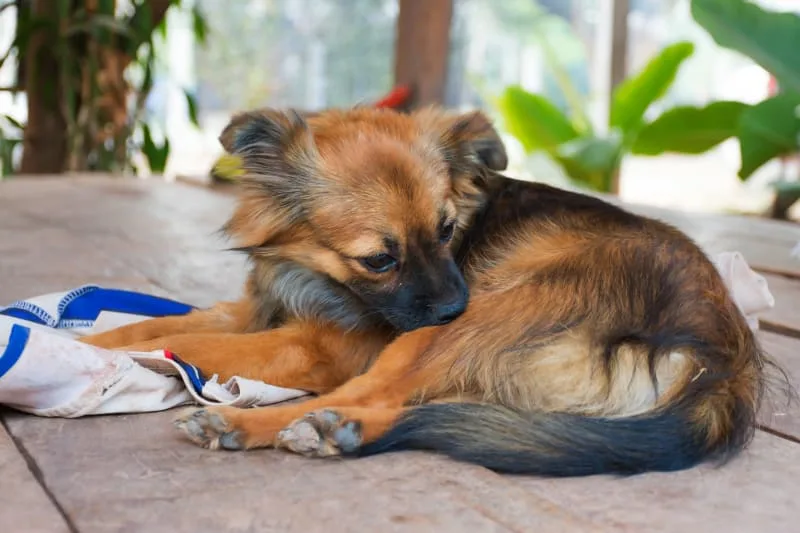Dog Skin Problems: Scratching, Itching & Other Skin Conditions