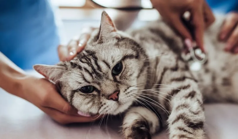 My cat is breathing heavy, should I be worried?