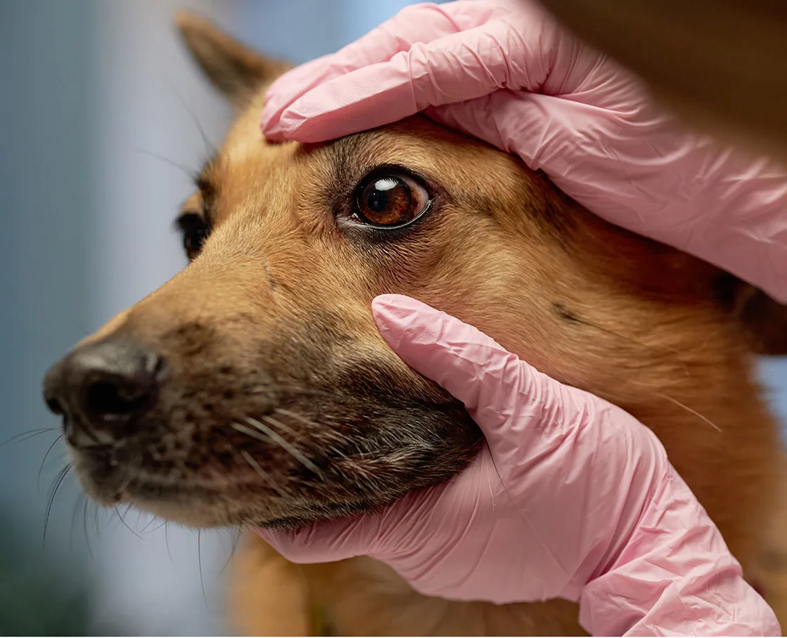 tech in pink gloves looking in eye of dark red dog