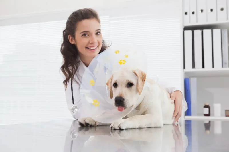 Laser Spay Vs Traditional: What's The Difference?