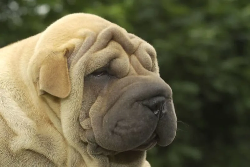 What is entropion in dogs?