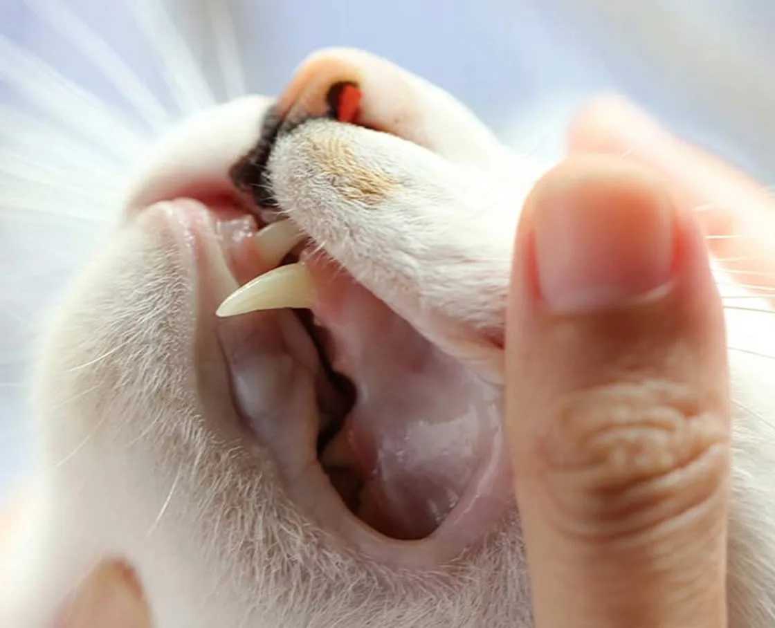 A close-up of a white cat’s teeth and gums during a dental exam.