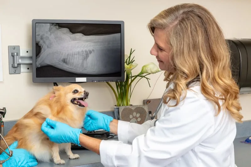 What to Expect at Your Dog's X-Ray Appointment