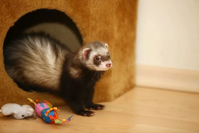 How to Properly Take Care of a Ferret