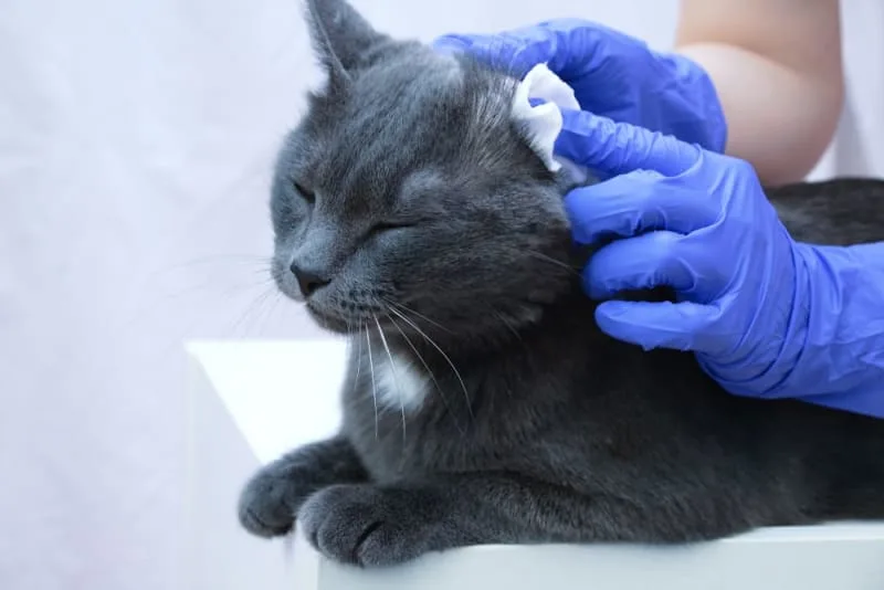 Signs of Ear Infection in Cats