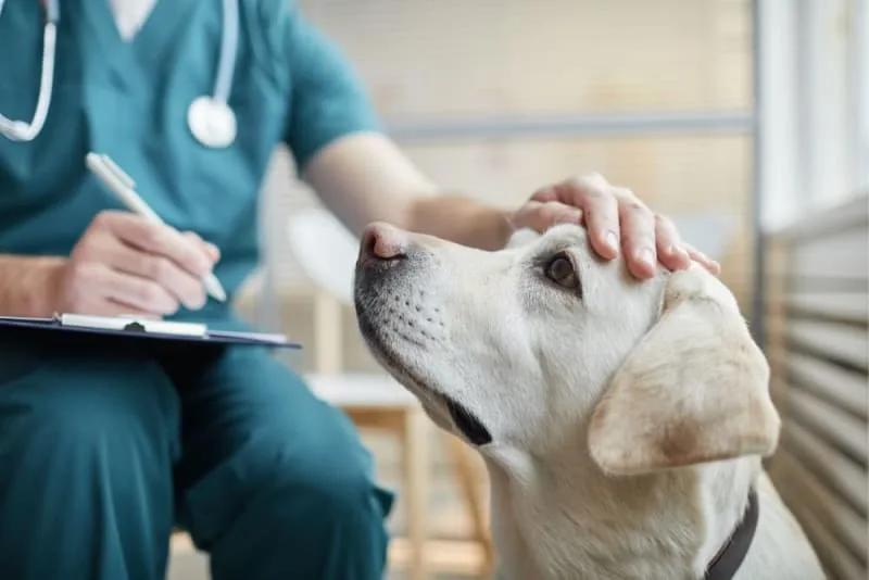 Types of Anemia in Dogs