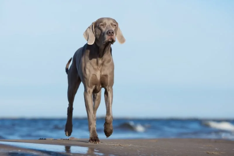 Dog Knee Surgery