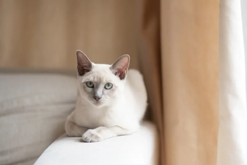 Cataracts in Cats