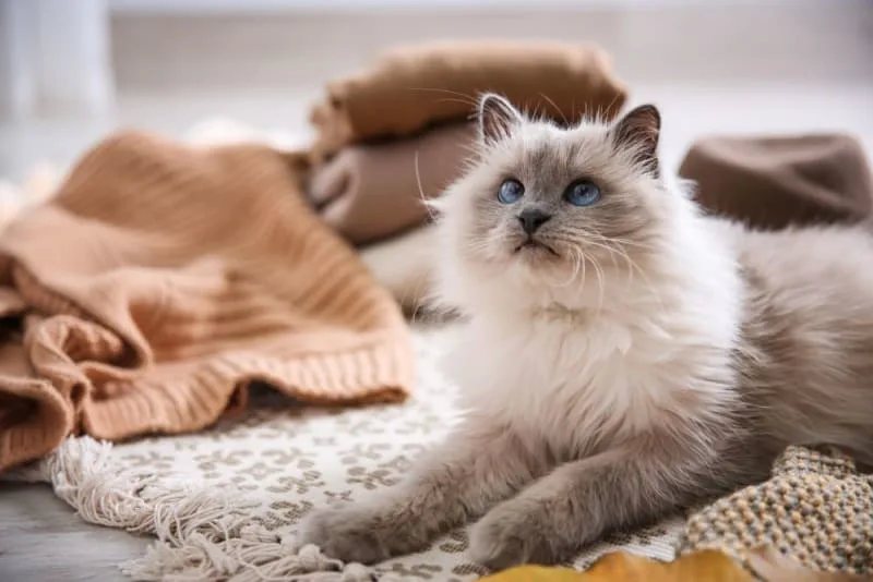 Ear Mites in Cats: Causes, Treatment & Prevention