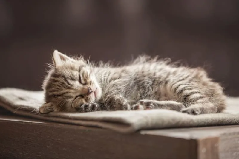 How to Tell How Old a Kitten Is?