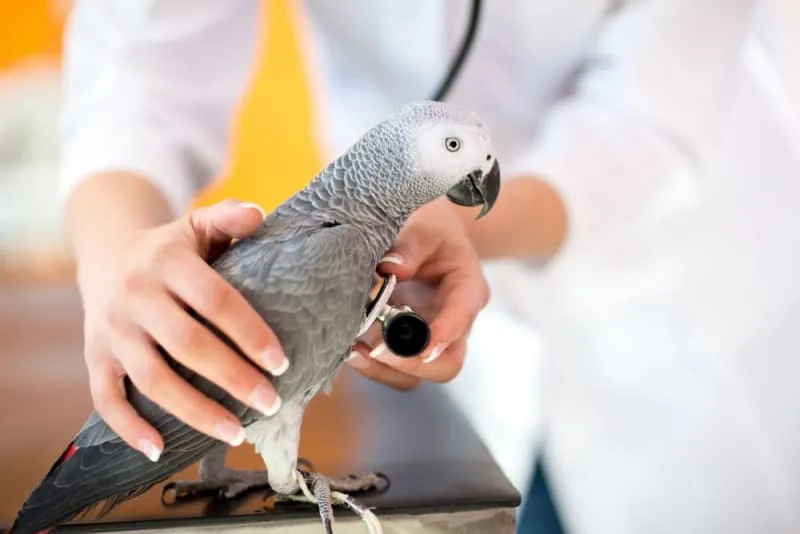 Pet Parrot Lifespan - How Long Do Parrots Live?