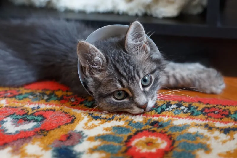 Getting Your Cat Fixed: Expectations & Benefits