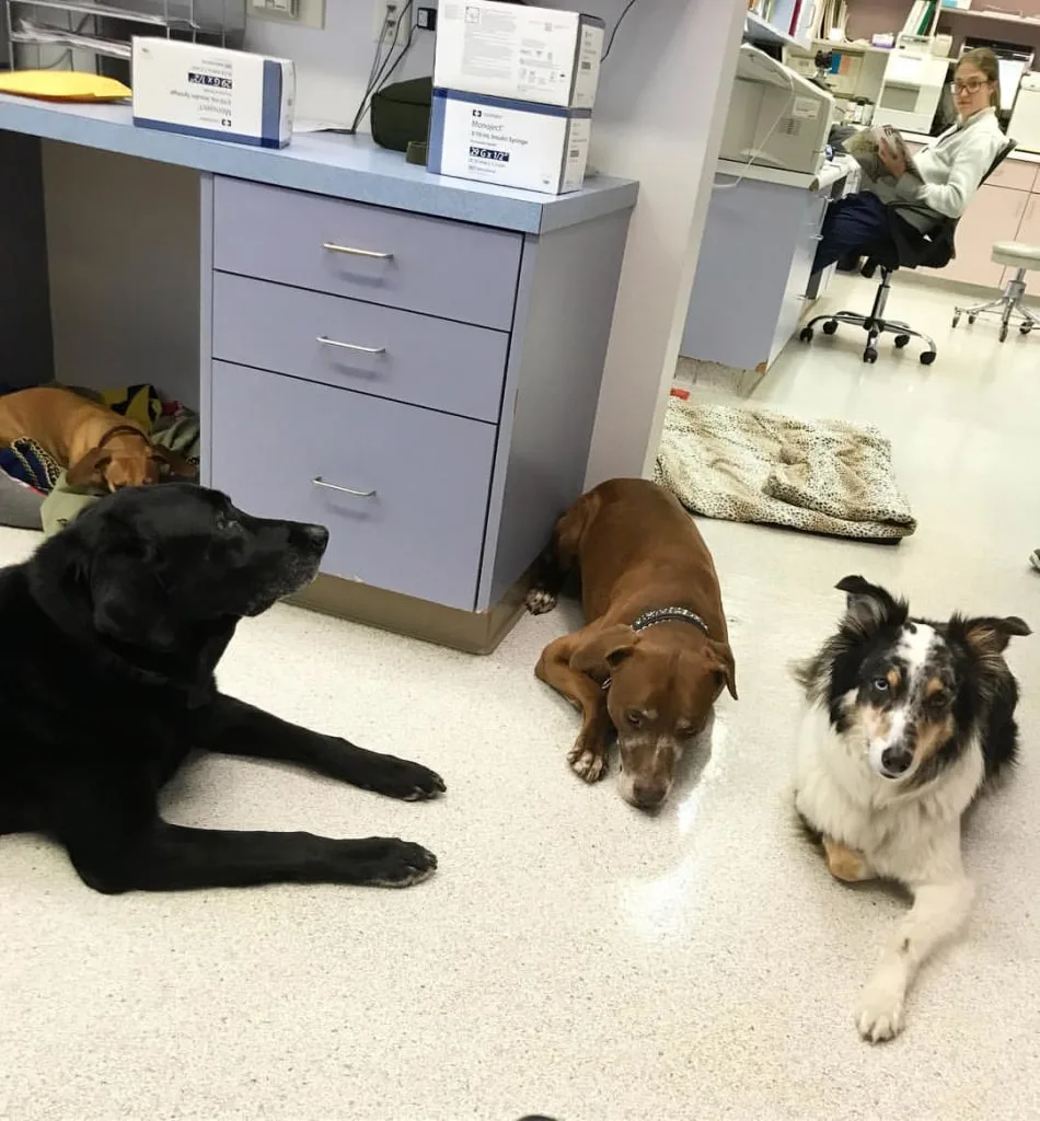 dogs at vet office