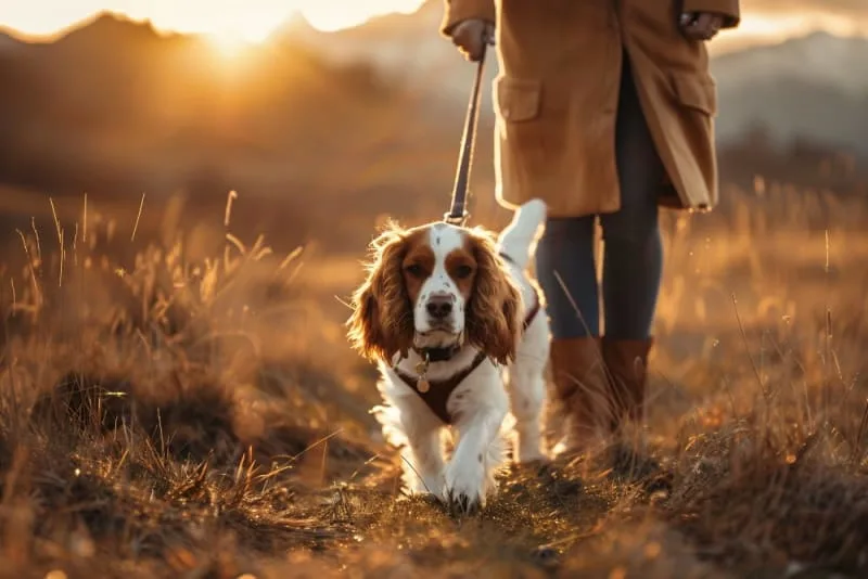 Limping in Dogs