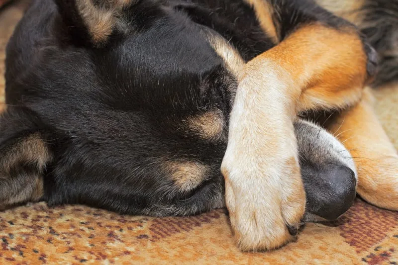 Why is my dog's face swollen?: Causes & Treatment