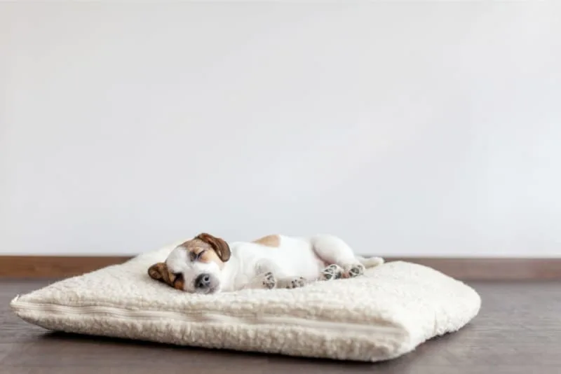 The Most Common Dog Illnesses: Symptoms and Treatment