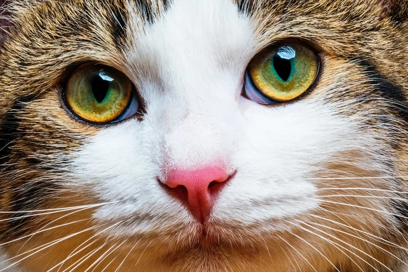 The 15 Cutest Cat Breeds You Will Love
