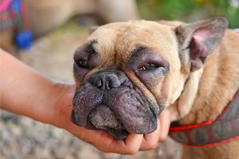Facial Swelling in Dogs