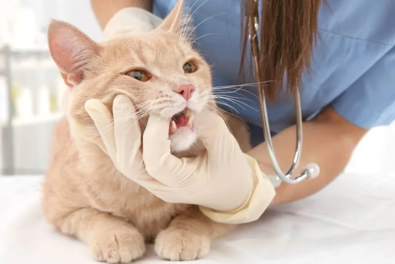 Common Cat Dental Problems