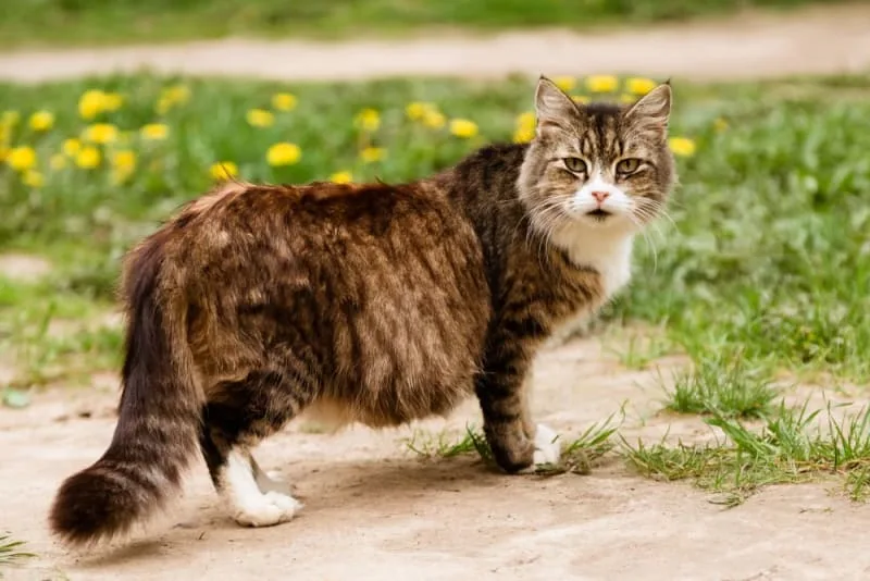 How to Tell if my Cat is Pregnant