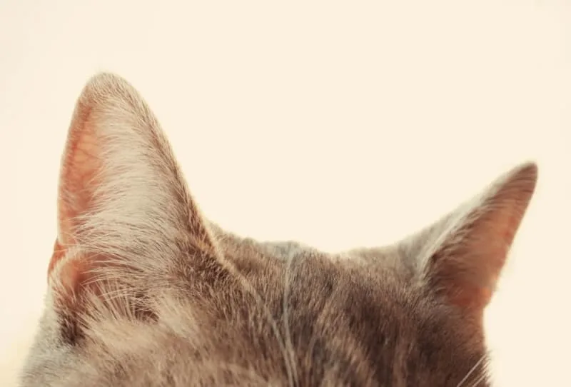 Ear Hematoma Surgery in Cats