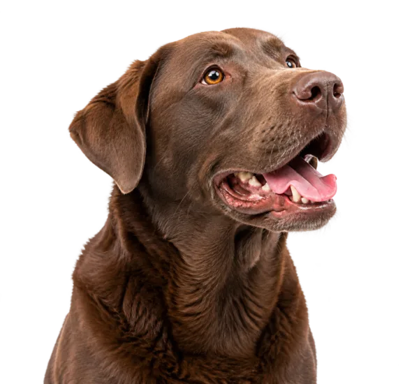 A chocolate Labrador with amber eyes, mouth open in a pant, looking upward