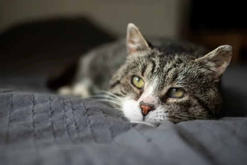 How can I tell if my cat is sick?