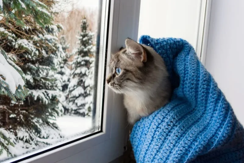 Can My Cat Catch a Cold?