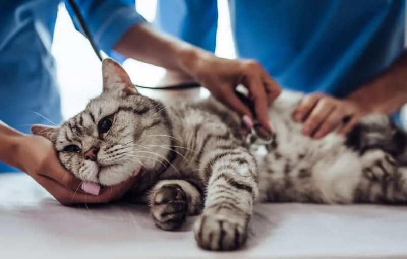 Pneumonia in Cats
