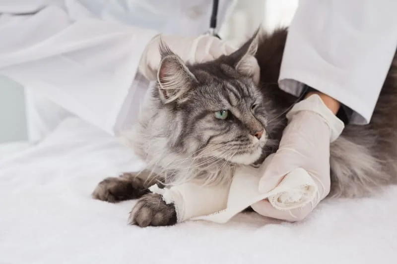 How to Tell If My Cat Has a Broken Leg